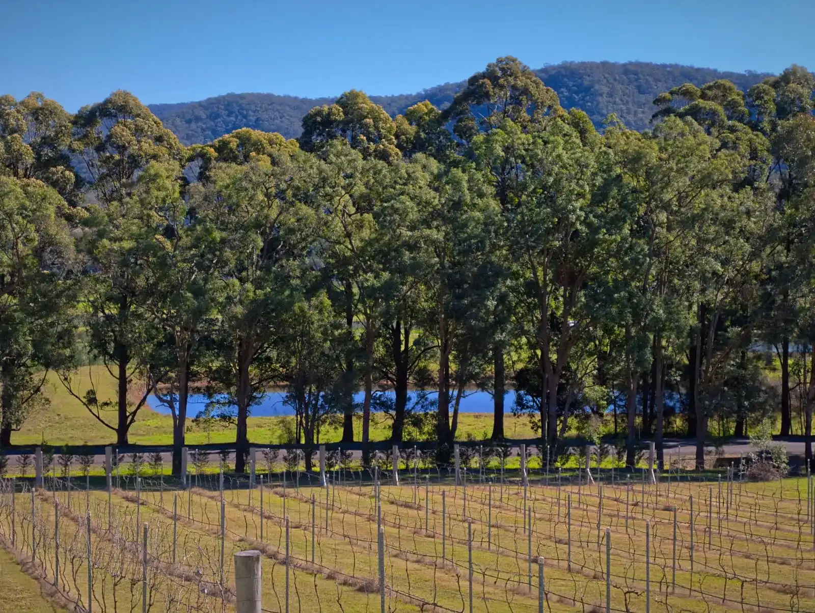 Tempranillo grapes at Samuel Vineyard